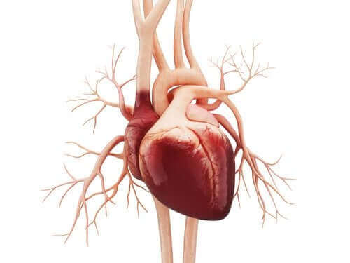 心房粗動の症状と原因について学ぼう　心臓のイラスト