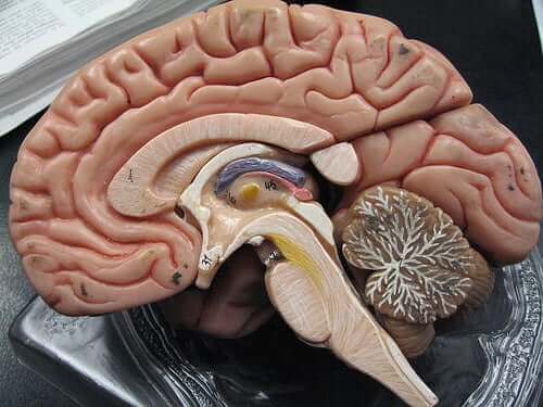 くも膜下出血と硬膜下血腫について　脳の断面図