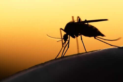 現在使用されている新型コロナウイルス治療法　蚊