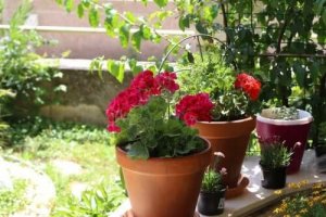 サマーガーデン:夏の庭にぴったりの6つの花