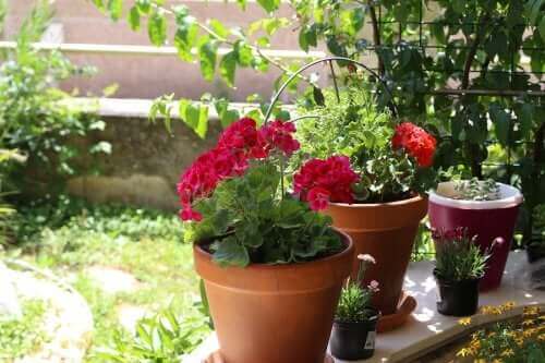 サマーガーデン：夏の庭にぴったりの6つの花