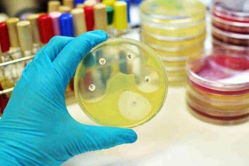 細菌と抗生物質