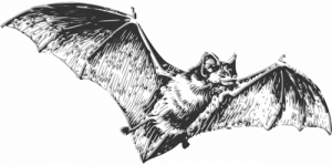 新型コロナウイルスの自然宿主はコウモリ