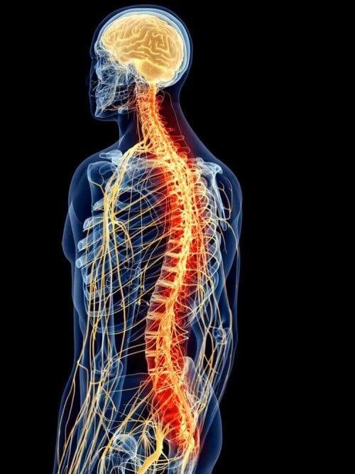 背筋の生体構造を解剖学を通じて詳しく学ぼう！　背中のイラスト