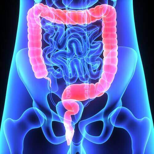 ヒトの大腸　大腸ポリープ〜その特徴と症状について