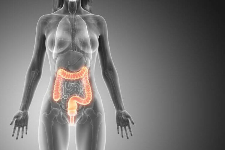 女性の体と大腸