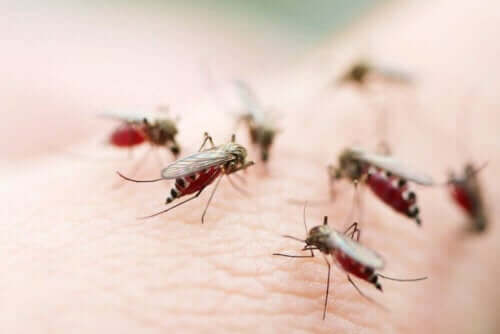 旅行者が感染しやすい熱帯風土病について　蚊が媒介する病気