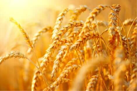 穀物の穂　穀物カムートの特性と効果について