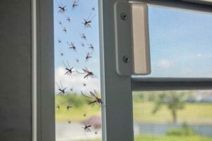 【夏到来】知っておきたい蚊についての9つの事実