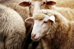 羊のミルクの特性、利点、栄養価