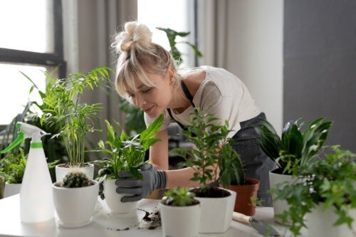 キレート鉄は植物にどのような効果があるの？