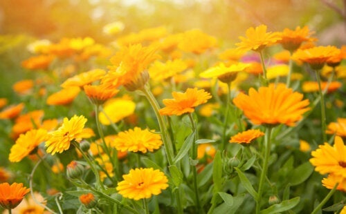 オレンジ色の花を咲かせる植物10種とその手入れ