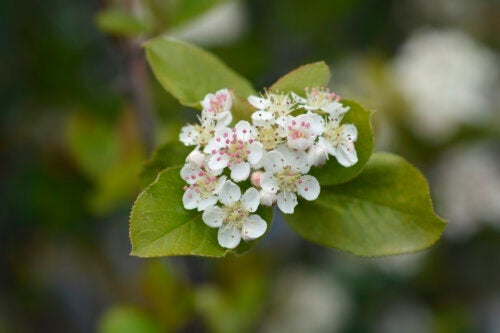 粘土質土壌で育つ8つの観葉植物