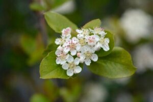 粘土質土壌で育つ8つの観葉植物