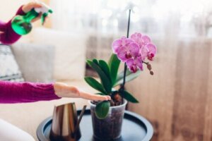 家を飾るのにピッタリなカラフルな蘭7種