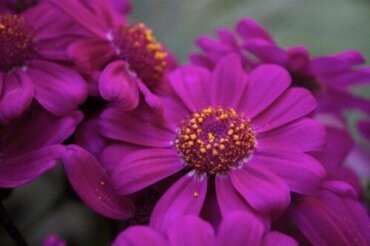 庭をエレガントに見せる紫の花11選