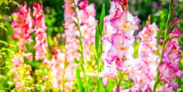 世界で最も美しいグラジオラス５種類