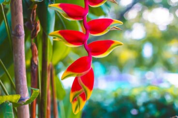 美しい花を咲かせるヘリコニアの育て方