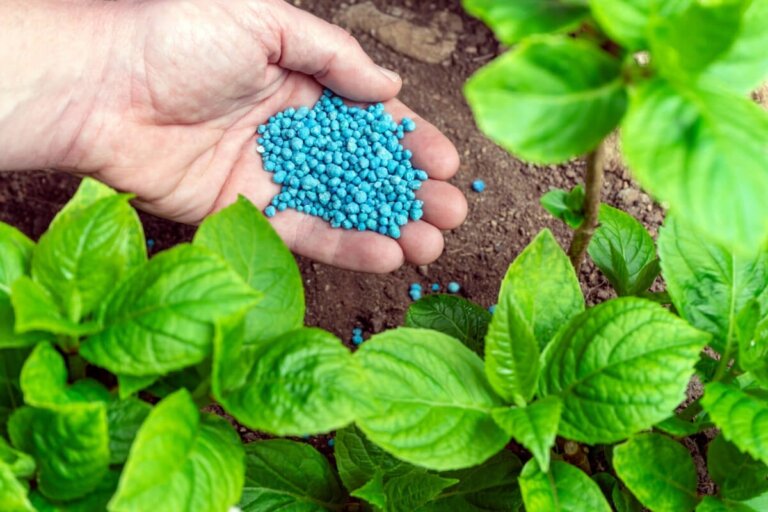 植物に窒素とリンを自然に与える8つの方法