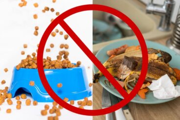 蛾などの虫を家に引き寄せるものトップ10